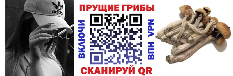 купить закладку  Оха  Галлюциногенные грибы Psilocybe 